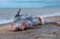 На побережье Камчатки у села Корф волны выбросили погибшего кита