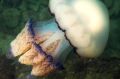 Океанолог предупредил о приближении гигантских медуз к водам РФ