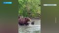 Четырёх медведиц с полугодовалыми детёнышами заметили во время рыбалки на Курильском озере