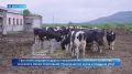 Почти в 11 раз выросло производство яиц на Камчатке