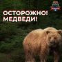 Осторожно: медведь в городе