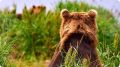 На Камчатке ликвидируют 12 медведей