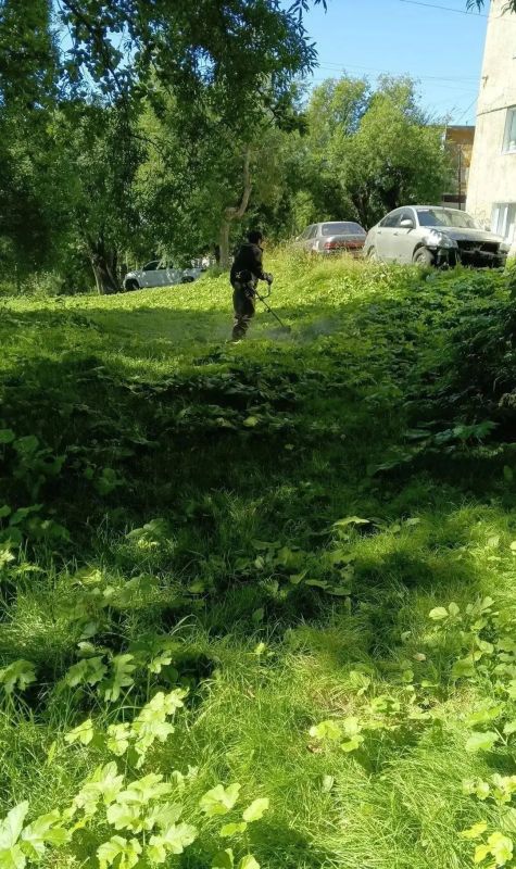 В Петропавловске-Камчатском реализуется комплексная программа по ликвидации борщевика Сосновского В Петропавловске-Камчатском реализуется комплексная программа по ликвидации борщевика Сосновского