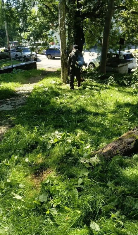 В Петропавловске-Камчатском реализуется комплексная программа по ликвидации борщевика Сосновского В Петропавловске-Камчатском реализуется комплексная программа по ликвидации борщевика Сосновского