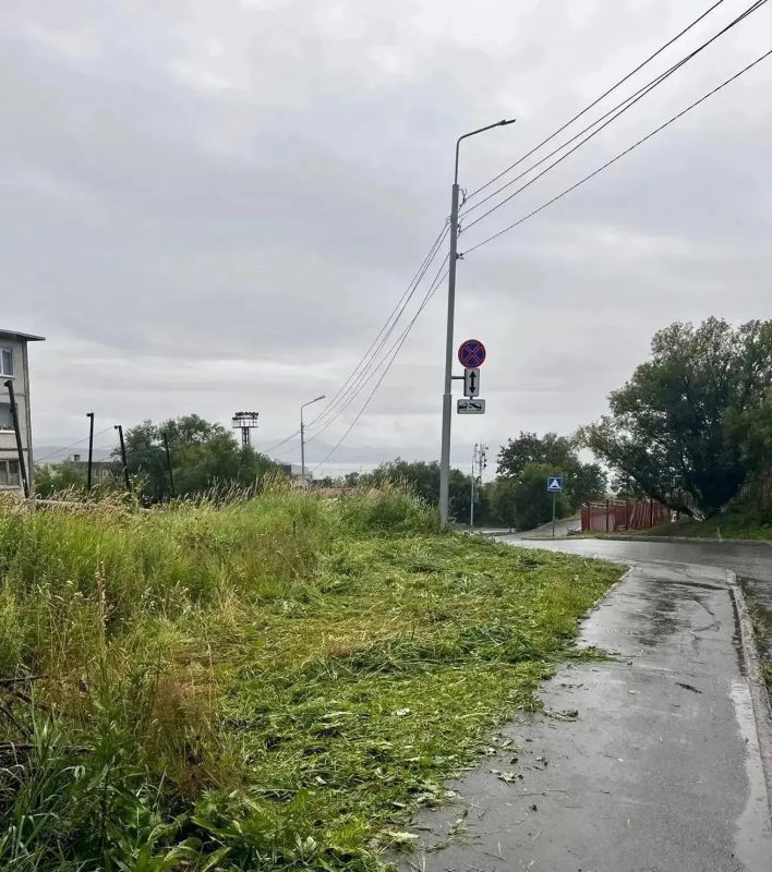В Петропавловске-Камчатском реализуется комплексная программа по ликвидации борщевика Сосновского В Петропавловске-Камчатском реализуется комплексная программа по ликвидации борщевика Сосновского