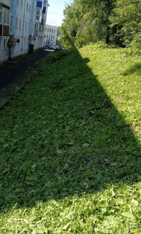 В Петропавловске-Камчатском реализуется комплексная программа по ликвидации борщевика Сосновского В Петропавловске-Камчатском реализуется комплексная программа по ликвидации борщевика Сосновского