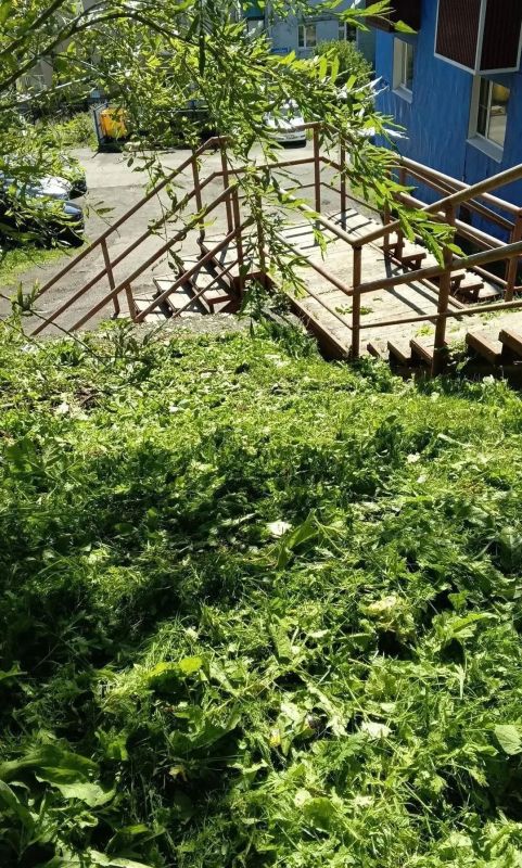 В Петропавловске-Камчатском реализуется комплексная программа по ликвидации борщевика Сосновского В Петропавловске-Камчатском реализуется комплексная программа по ликвидации борщевика Сосновского