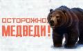 Медведя заметили у дома 2 на Петровской — ведутся поиски