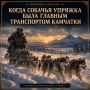 История Камчатки. Когда собачьи упряжки были главным транспортом Камчатки Ещё в первой половине XX века собачьи упряжки оставались одним из главных способов передвижения по зимней Камчатке