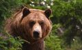 На Камчатке ввели режим повышенной готовности из-за медведей