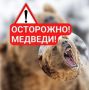 Медведь бродит в вилючинском районе Рыбачий