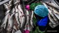 Лососевая путина в Камчатском крае завершается с самыми низкими показателями за всю историю региона — добыто порядка 56 тыс