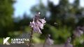 Доброе утро, Камчатка!. Если вы всю рабочую неделю трудитесь как пчёлка, то спешим вас обрадовать: сегодня пятница! Желаем хорошего рабочего дня Мы в MAX