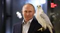 В Катаре рассказали, в каких условиях живет подаренный Путиным камчатский кречет
