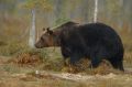 На Камчатке разрешили отстрел девяти медведей у городов