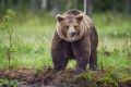Минприроды дало рекомендации регионам, где отмечены нападения медведей на людей