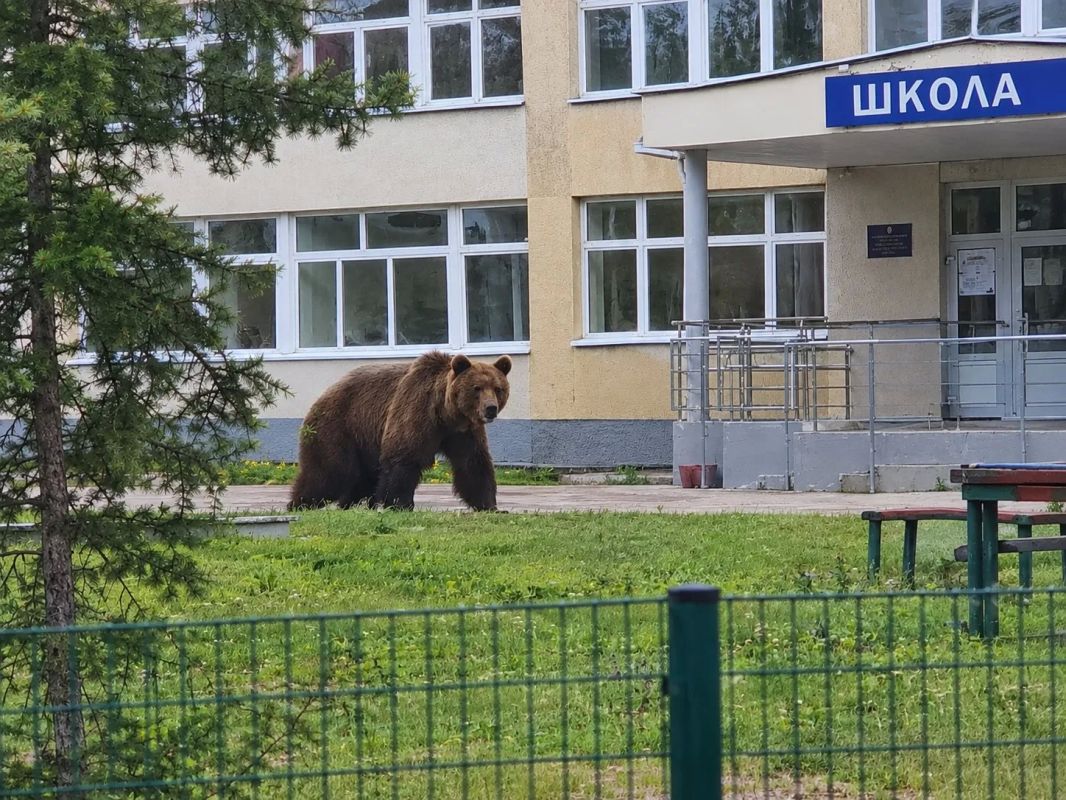 На Камчатке убили медведя, который забрался на территорию школы