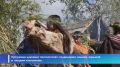 На Камчатке прошел ительменский обрядовый праздник «Алхалалалай»