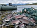 Житель Камчатки незаконно выловил нерку и лишился лодки