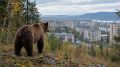 Медведи идут на города: Кедровый геноцид и молчание чиновников