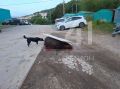 Ночью на Петропавловском шоссе, 39 в столице Камчатки отстрелили медведя