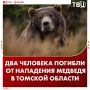Два человека погибли от нападения медведя в Томской области, сообщили в СК