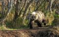 Медведь растерзал мужчину в Усть-Камчатске