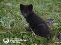 Специалисты запечатлели подросших командорских песцов
