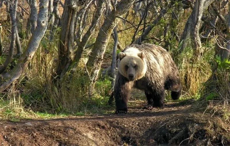 На Камчатке охотники застрелили растерзавшего сторожа медведя