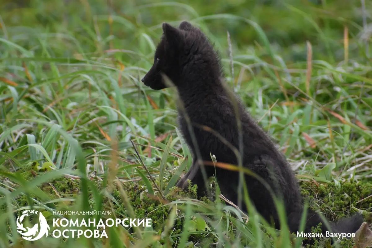 Редкая удача: на Командорах запечатлели подросших щенков беринговского песца Редкая удача: на Командорах запечатлели подросших щенков беринговского песца