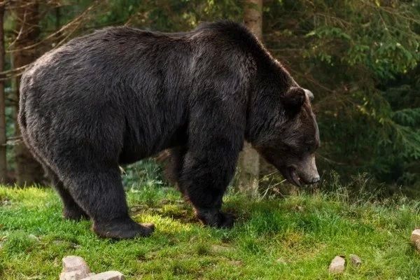 Медведь проник на территорию предприятия и задрал сторожа на Камчатке