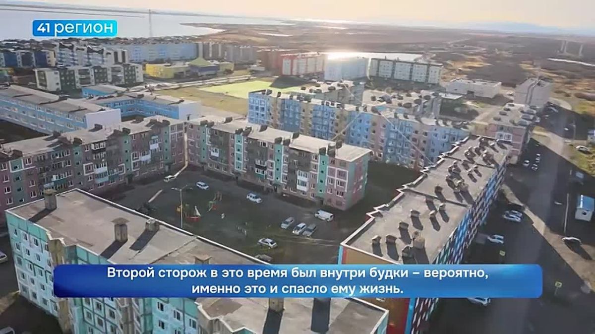 Стали известны подробности нападения медведя на сторожа в Усть-Камчатске