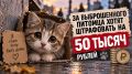 ЗА ВЫБРОШЕННОГО ПИТОМЦА ХОТЯТ ШТРАФОВАТЬ НА 50 ТЫСЯЧ