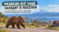 МЕДВЕДИ ВСЁ ЧАЩЕ ЗАХОДЯТ В ПОСЁЛКИ: В СОБОЛЕВСКОМ ОКРУГЕ ЖИТЕЛЕЙ ПРОСЯТ СОБЛЮДАТЬ «КОМЕНДАНТСКИЙ ЧАС»