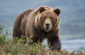 Медведи вышли к людям: 24 сообщения и 1 отстрел