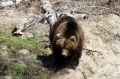 На Камчатке медведь задрал 23-летнего парня