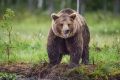 На Камчатке проверяют гибель мужчины после нападения дикого животного