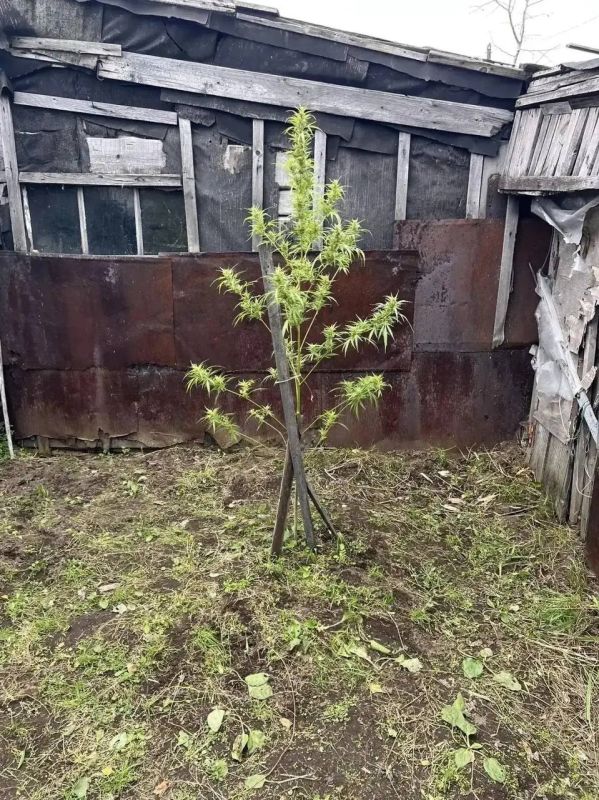 «Садовод» попался с урожаем: в Елизовском районе изъяли 317 граммов конопли