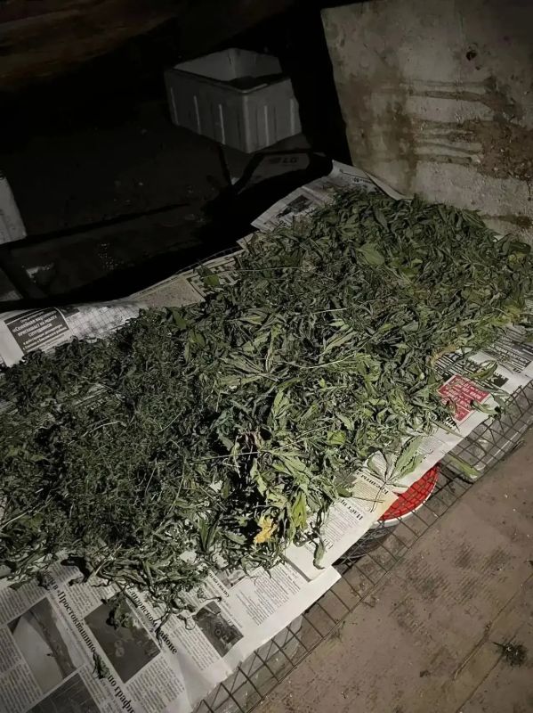 В Елизовском районе нашли плантацию конопли в теплице и на чердаке
