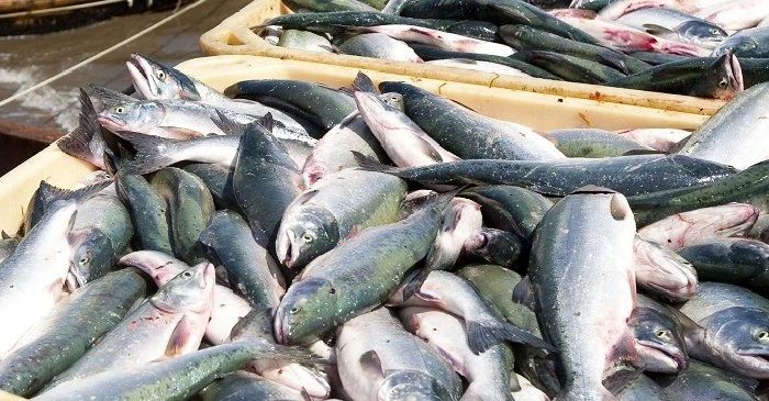 Рыбопромышленникам Камчатки дадут год отсрочки по платежам за лососёвые участки