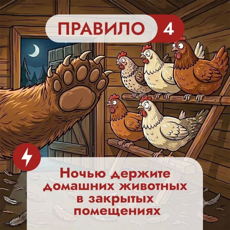 Что во дворе частного дома может понравиться медведю? Что во дворе частного дома может понравиться медведю?