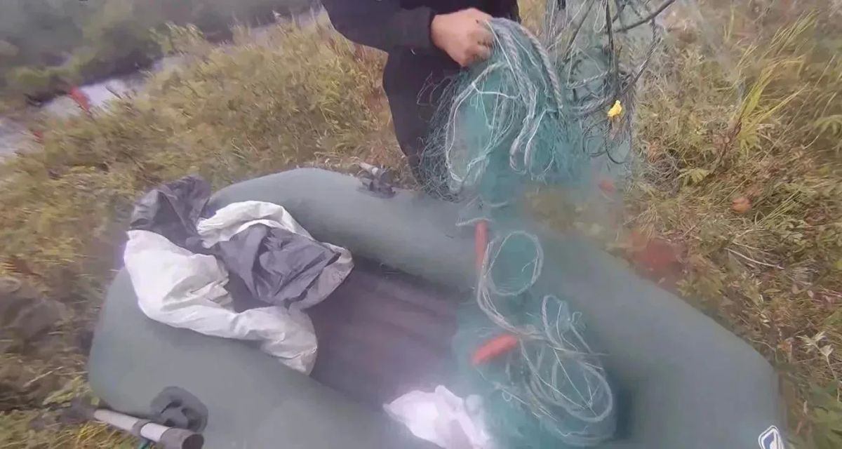 Ущерб 200 тысяч: задержали пенсионера с незаконно добытой икрой