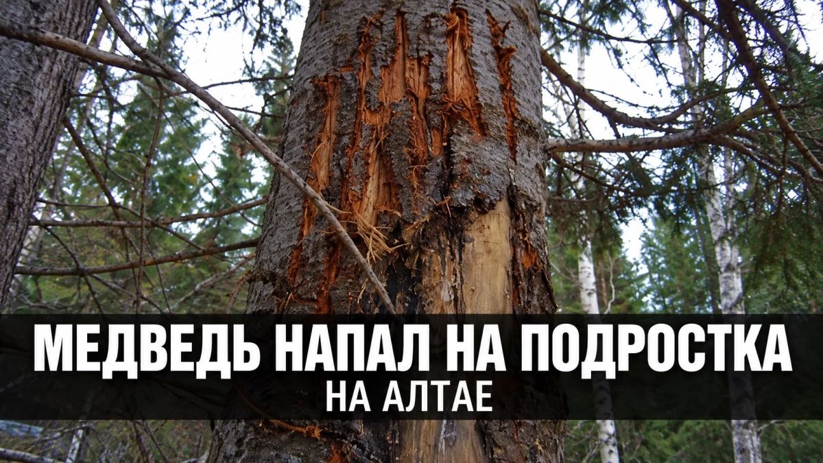 Смартфон против медведя: как загоревшийся телефон отпугнул хищника
