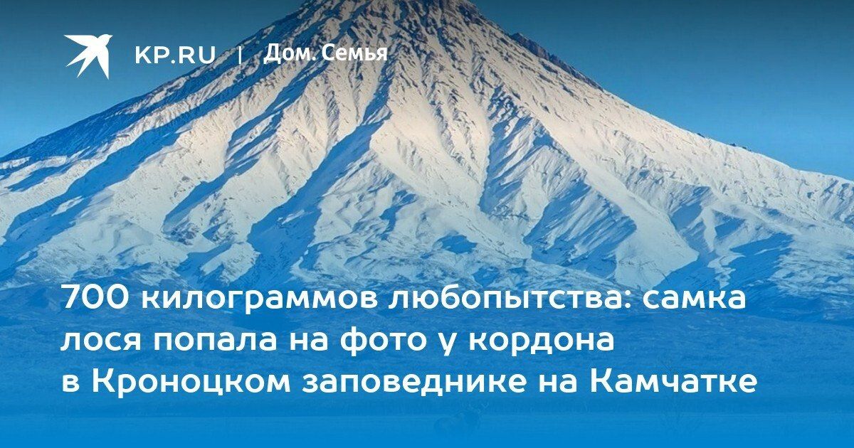 Лоси в Кроноцком заповеднике