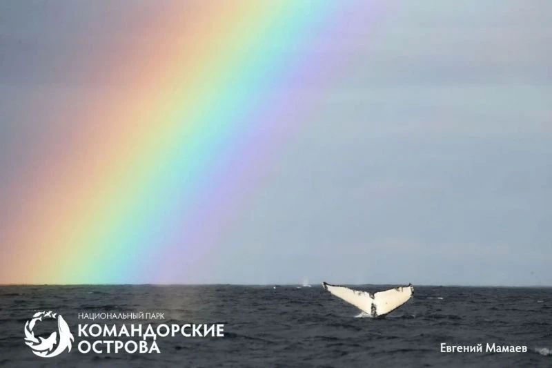 На Командорах начался сезон вспыхивающих радуг