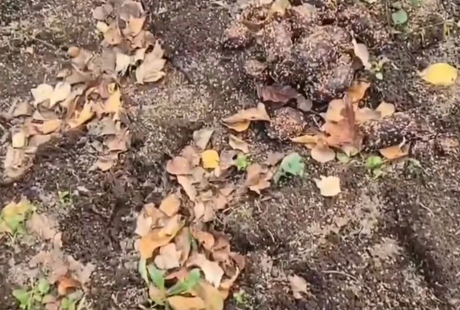 На Камчатке молодой медведь пришёл на дачу и устроил хаос