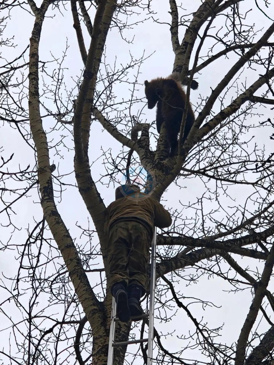 Русские звери на русском дереве: три медвежонка забрались на берёзу на Камчатке