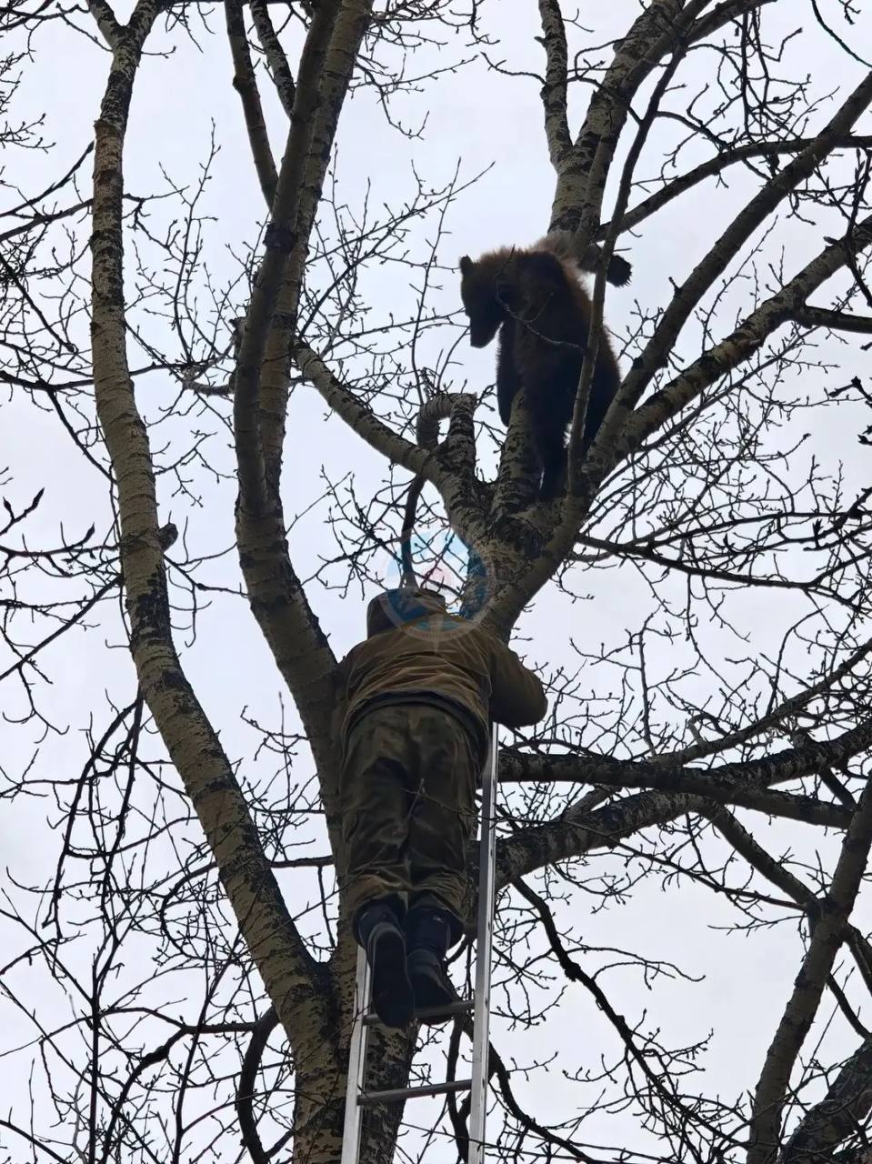 Трех медвежат сняли с дерева и увезли в приют на Камчатке