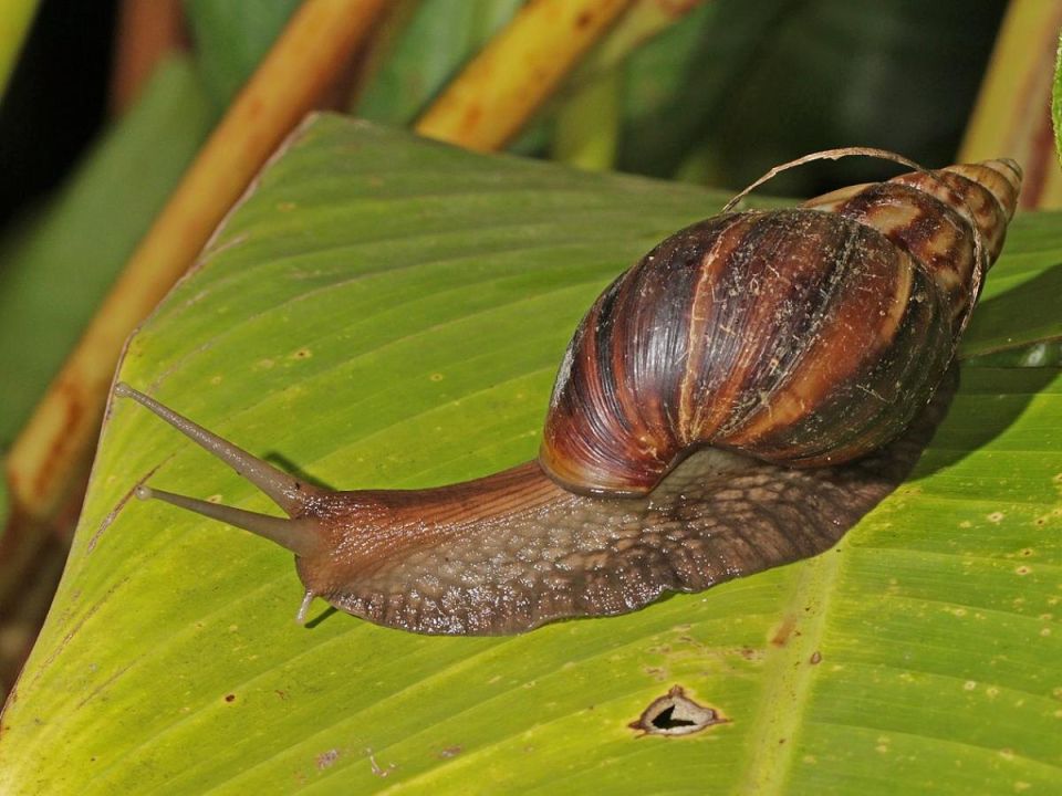 Как обычная яичная скорлупа может преобразить ваш сад