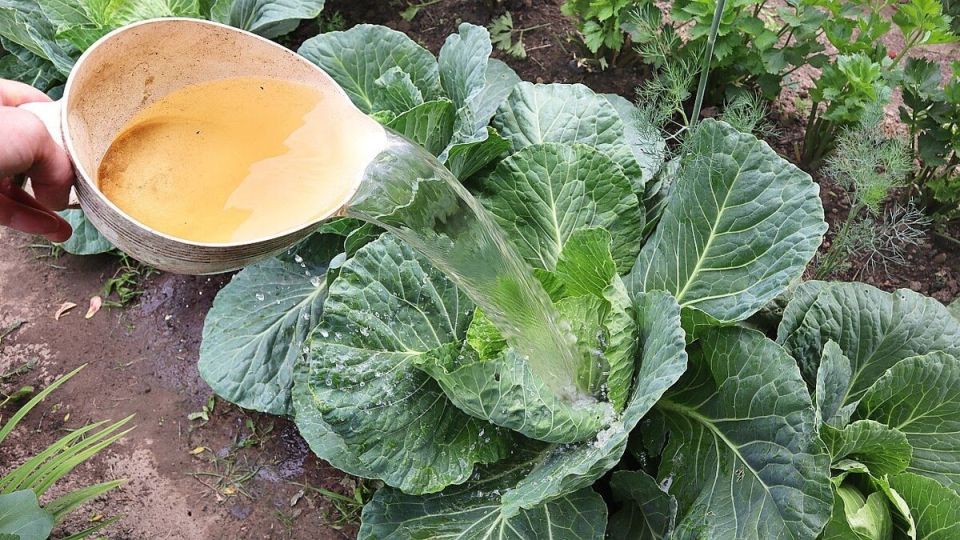 Как добиться чудесного урожая капусты в августе: секреты для крупного сбора